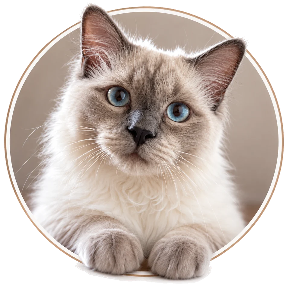 Blue, the Temyro studio cat: cream fur with dark ears and muzzle, blue eyes